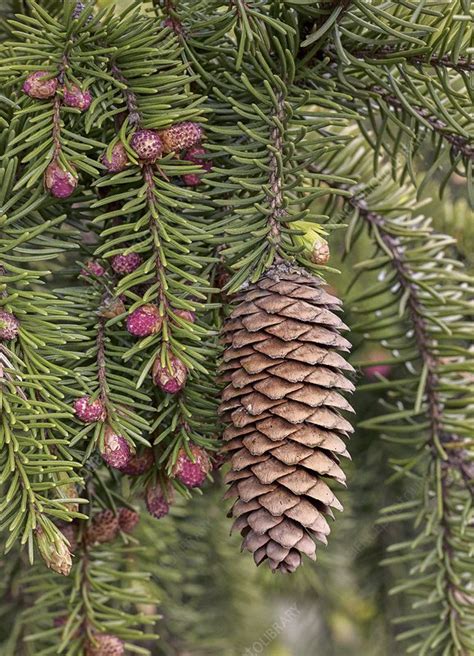 norway spruce cones photos